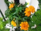 Fleur Marigold hydroponique
