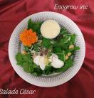 Salade Romaine hydroponique