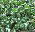 Micro-pousses de Brocoli