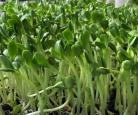 Plateau Pousse de Tournesol