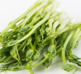 Pousses de pois vert