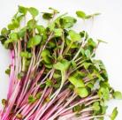 Red radish sprouts
