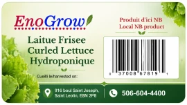 Laitue frisé hydroponique