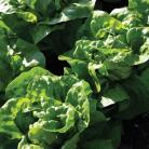 Laitue Boston/Buttercrunch
