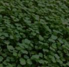 Micro-pousses Roquette/Arugula