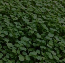 Micro-pousses Roquette/Arugula